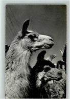 10534941 - Exotische Tiere Lamas In Perus - - Altri & Non Classificati