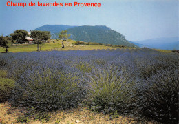 13-PROVENCE CHAMP DE LAVANDES-N°T2773-A/0079 - Autres & Non Classés
