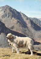 65-LES PYRENEES CHIEN DES PYRENEES COL DU TOURMALET-N°T2775-C/0321 - Autres & Non Classés