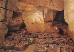 49-ANJOU TOURAINE CAVE A CHAMPIGNONS CARRIERES DE TUFFEAU-N°2779-B/0055 - Autres & Non Classés