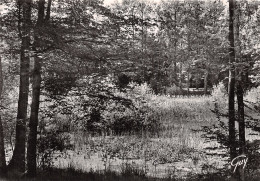 77-FONTAINEBLEAU LA FORET-N°2780-C/0107 - Fontainebleau