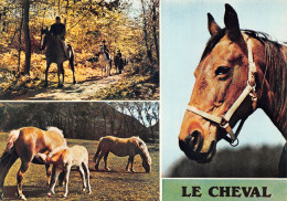 TH-ANIMAUX LE CHEVAL-N°2781-C/0235 - Paarden