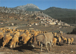 04-PROVENCE TRANSHUMANCE-N°2784-B/0315 - Other & Unclassified