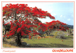 971-GUADELOUPE SAINTE ANNE-N°2784-B/0239 - Other & Unclassified