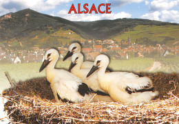 67-ALSACE CIGOGNES-N°2785-A/0013 - Other & Unclassified