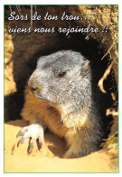 TH-ANIMAUX MARMOTTE-N°2786-A/0267 - Other & Unclassified