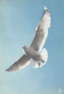 TH-OISEAU DE BRETAGNE GOELAND ARGENTE-N°2786-C/0389 - Birds