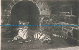 R673838 Tiger. Versluys En Scherjon - Monde