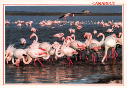 13-CAMARGUE FLAMANTS ROSES-N°2787-D/0307 - Other & Unclassified
