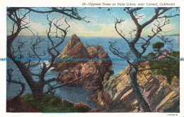 R673881 California. Cypress Trees On Point Lobos. Near Carmel. B. W. White. C. T - Monde