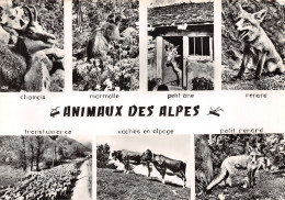 TH-ANIMAUX DES ALPES-N°2788-C/0319 - Other & Unclassified