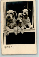 11030941 - Foxterrier Glueckliche Reise - Foto 1939 AK - Dogs