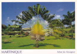 Martinique , Arbre Du Voyageur - Other & Unclassified