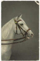 83 -   Cheval - Horses