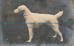 R674578 Dog. Rotary Photo. Th. Fall. 1912 - Monde