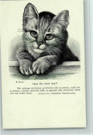 13023841 - Katzen Nr. 17 Vom Berliner Tierschutzverein - Cats