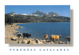 66-PAYSAGE DES PYRENEES CATALANES-N°2796-B/0359 - Other & Unclassified