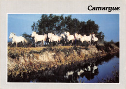 13-CAMARGUE-N°2796-A/0073 - Other & Unclassified