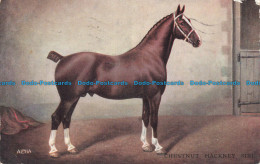 R674682 Chestnut Hackney Sire. Alpha Publishing. No. 3227 - World