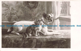 R674684 Comrades. Nancy Parker Dogs. E. W. Savory. Clifton Post Cards. Enamelett - World