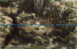 R674810 Farne Islands. Gull Nest. G. H. Auty Series. 1905 - Wereld