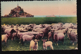 LE MONT SAINT MICHEL  GREVES  Les Près Salés  ((Juin 2024 69) - Le Mont Saint Michel