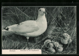 AK Borkum, Mövennest In Der Vogelkolonie  - Oiseaux