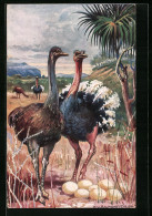 Künstler-AK Südwestafrika, Strausse In Der Savanne  - Oiseaux
