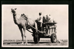 AK Aden, Transport Camel Cart  - Autres & Non Classés