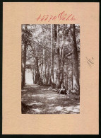 Fotografie Brück & Sohn Meissen, Ansicht Schmannewitz, Moosbänke Im Wald  - Places