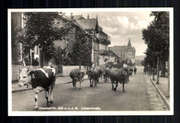 Oberhof, Thüringen, Zellaerstraße, Viehtrieb - Andere & Zonder Classificatie