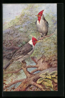 Künstler-AK Red Crested Cardinals On A Tree  - Uccelli
