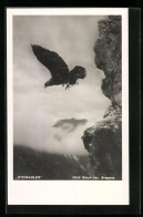 AK Fliegender Steinadler Vor Einer Felswand  - Uccelli