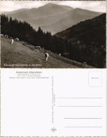 Ansichtskarte Aitern Blick Kölbelescheuer Auf Den Belchen, Kuh-Weide 1960 - Other & Unclassified