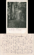 Ansichtskarte  Feldpostkarte 1. WK Landschaft Wald-Idylle (Ort Unbekannt) 1915 - War 1914-18
