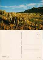 .Namibia Euphorbia Dinteri S.W.A. Namibia Landschaft Landscape 1970 - Namibie