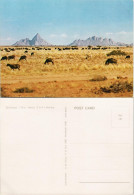 Postcard .Namibia Spitzkoppe, Namib S.W.A Namibia Tier Herde 1970 - Namibia