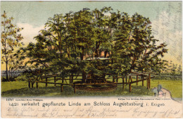 Augustusburg Erzgebirge 1421 Verkehrt Gepflanzte Linde Am Schloss Augustusburg 1903  - Augustusburg