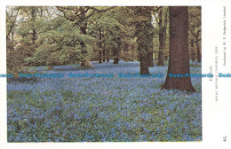 R677263 Kew. Royal Botanic Gardens. Bluebells. W. F. Sedgwick - World