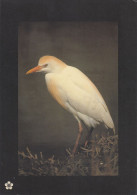 OISEAUX  VIVRE AU PRESENT  RIVAGE DE CAMARGUE - Birds