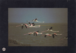 OISEAUX  VIVRE AU PRESENT  RIVAGE DE CAMARGUE - Oiseaux