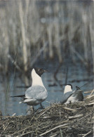 OISEAUX  LA MOUETTE RIEUSE - Vögel