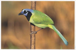 OISEAUX  LE GEAI VERT - Birds