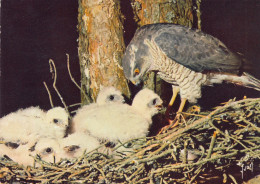 OISEAUX   EPERVIER - Birds