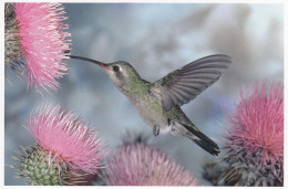 OISEAUX   COLIBRI - Birds