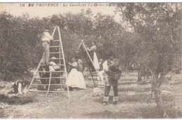 BOUCHES DU RHONE EN PROVENCE LA CUEILLETTE DES OLIVES (OULIVADO) - Autres & Non Classés