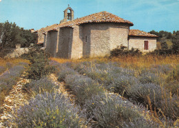 84-PROVENCE PLATEAU DES ABEILLES-N°3945-C/0135 - Other & Unclassified