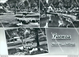 Cf596 Cartolina Faenza Giardino Zoologico Provincia Di Ravenna - Ravenna