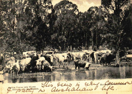 CPA   Cattel Coming Into Water Vaches (animée) Adressee A Delaunay Amiens  A 97 - Otros & Sin Clasificación