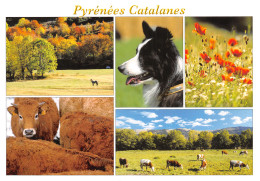 66-PYRENEES CATALANES-N°4004-C/0387 - Andere & Zonder Classificatie